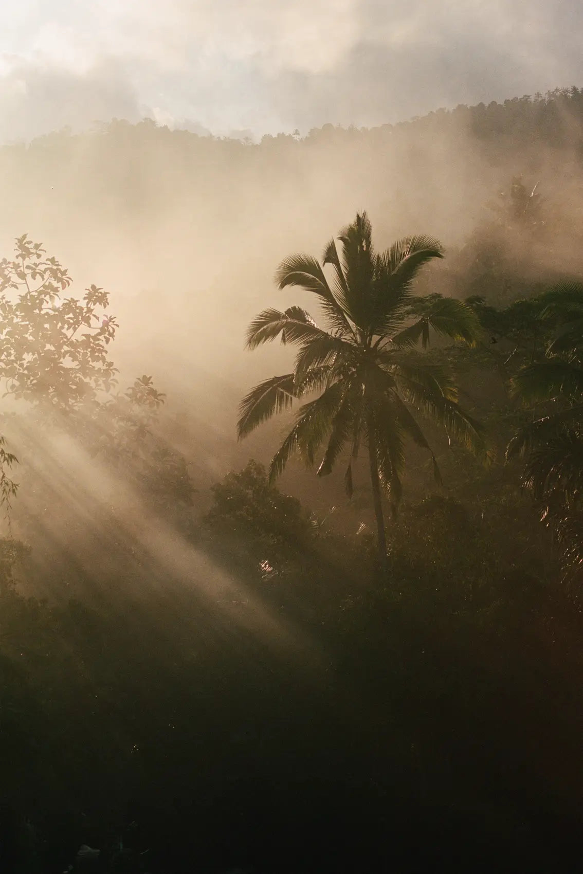 Morning Light Through Bali's Mist