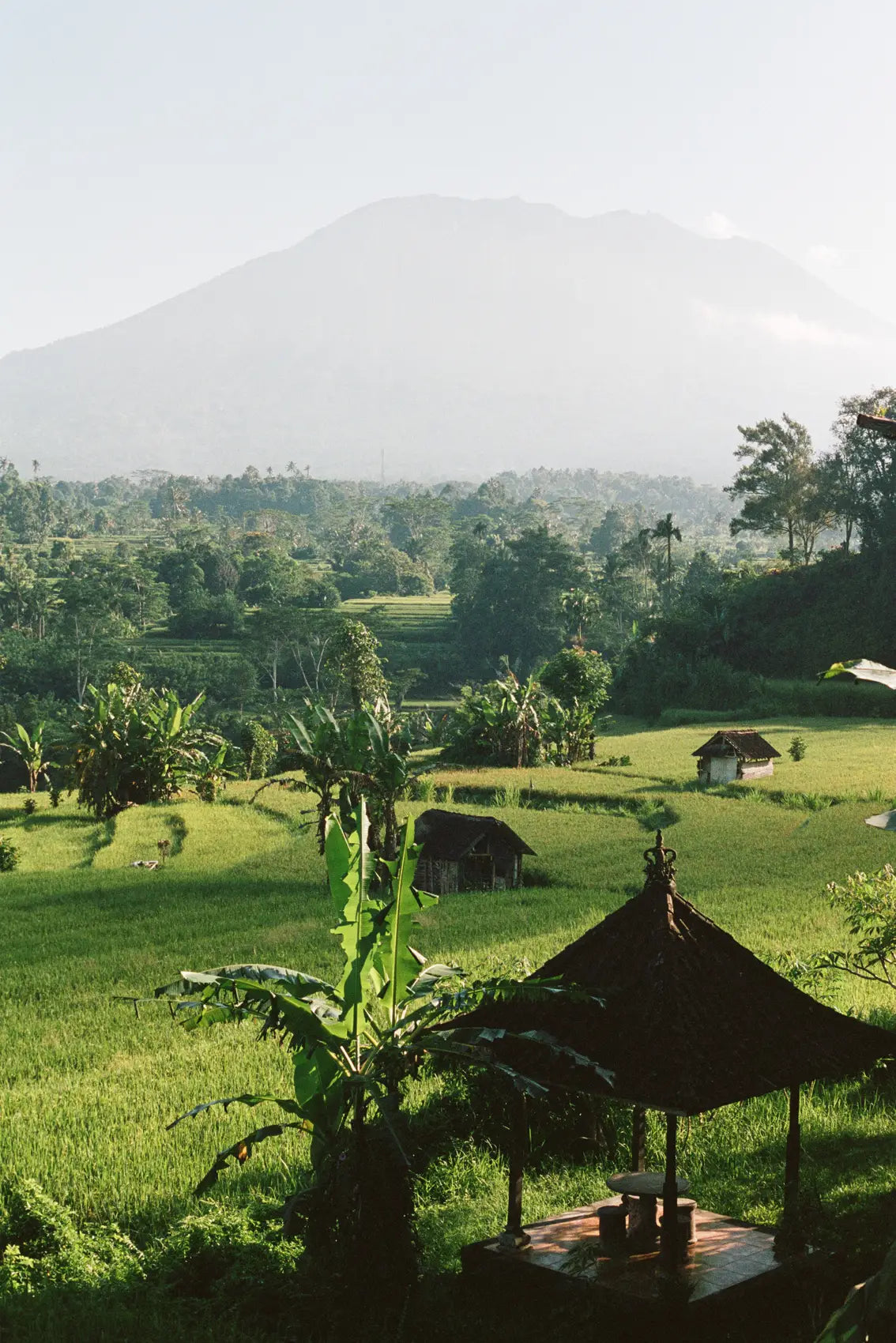 Peaceful Rice Fields in Bali
