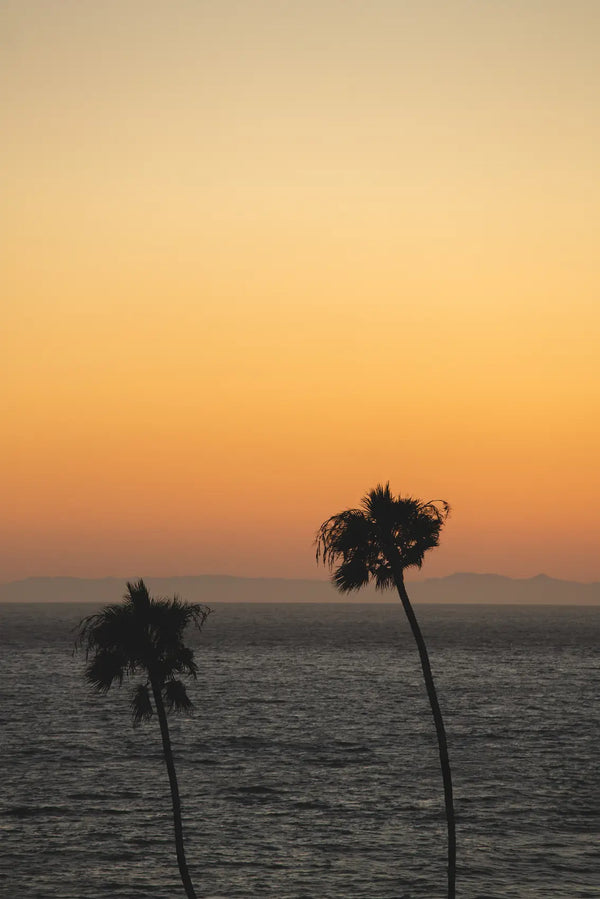 Golden Coastline: A Tranquil Sunset by the Palms