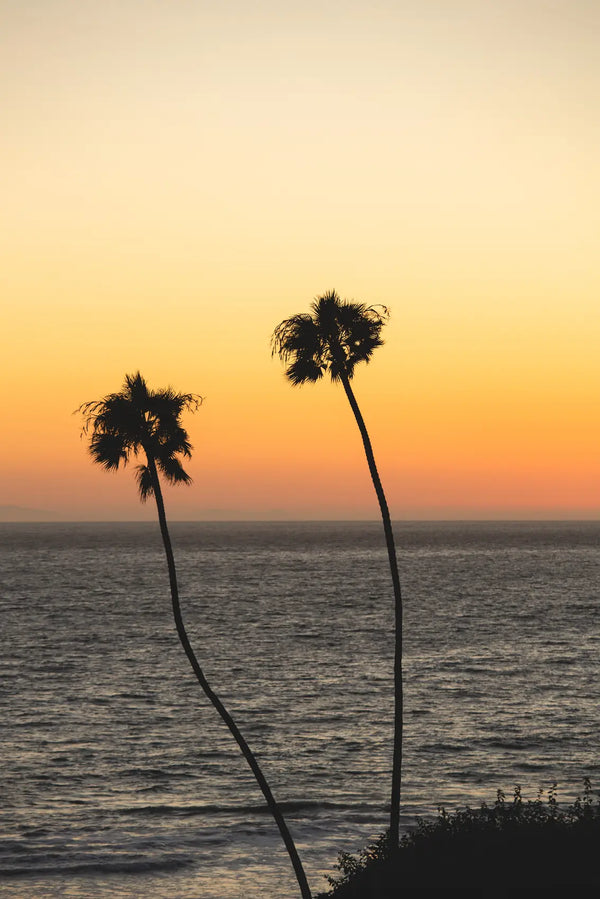 Golden Hour Palms by the Ocean